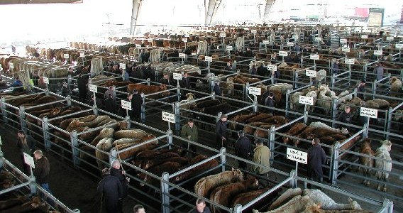 Visite du marché aux bestiaux de Laissac