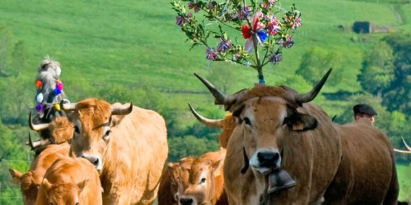 Transhumance à Aubrac